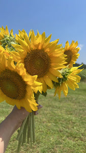 sunflowers + honey